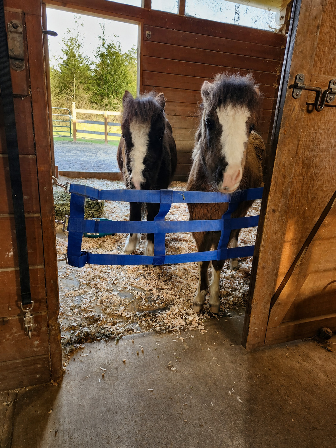 Mini horses Boris and Winnie looking out from their stable